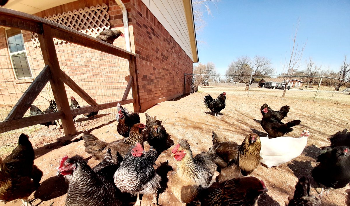mixed flock of backyard chickens outside by fence and side of house