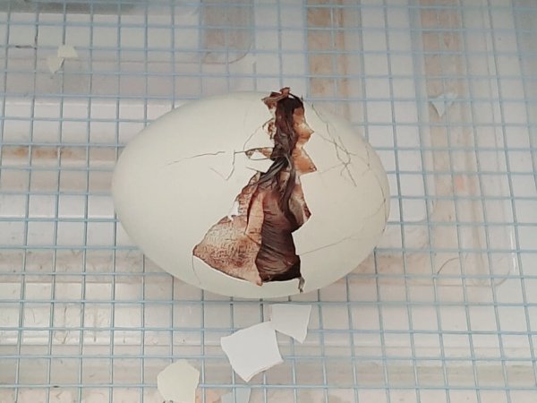 chicken egg unzipping, chick inside trying to get out