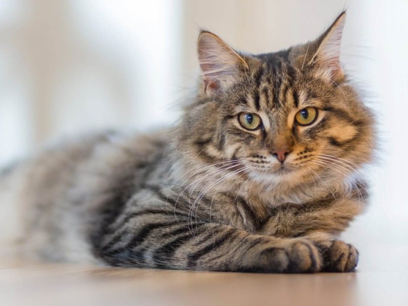 Benefits of Spaying Your&nbsp;Cat
