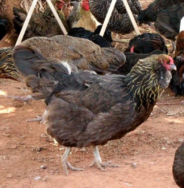 multiple chickens outside 