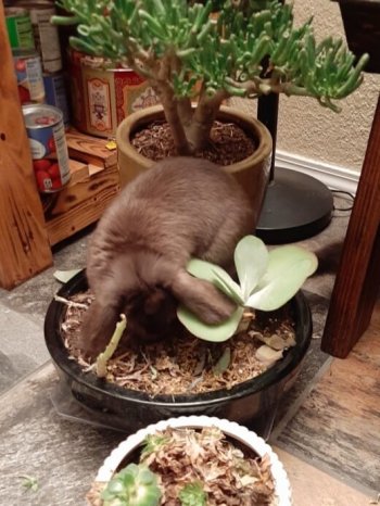 Gray dwarf lop eared bunny standing on top of a plant