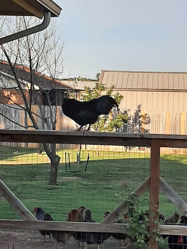 Black Ameraucana rooster standing on wooden fence