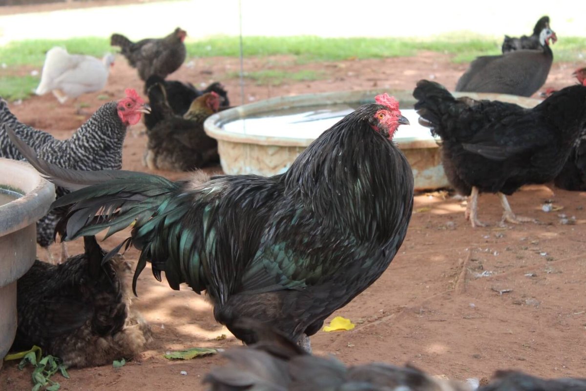 mixed flock of chickens
