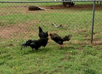 2 roosters fighting for dominance