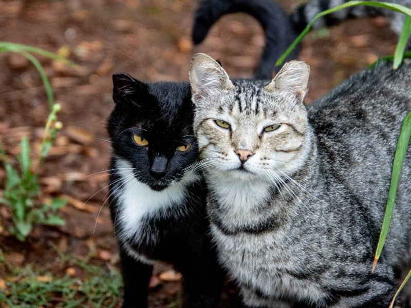 How to Tell if Your Cat is in&nbsp;Heat