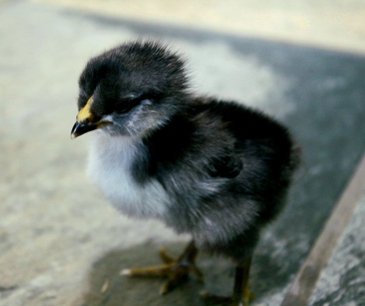 black and white fluffy chick on tiled floor