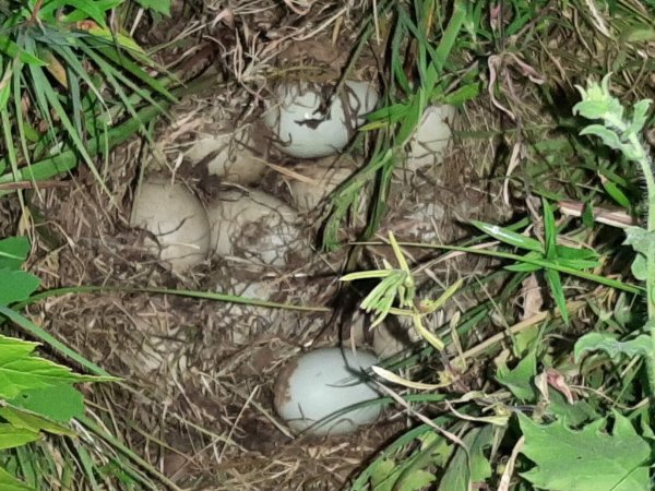 several blue dirty duck eggs in a nest