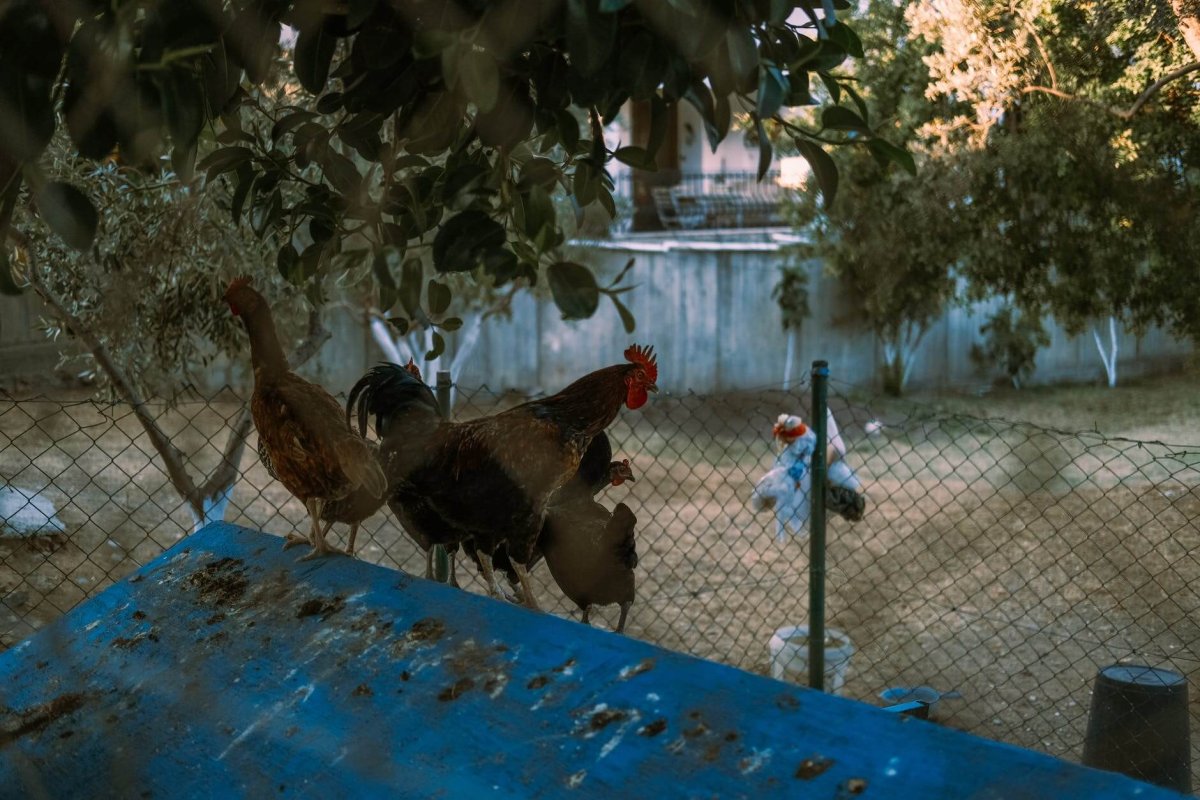 chickens standing on top of the coop