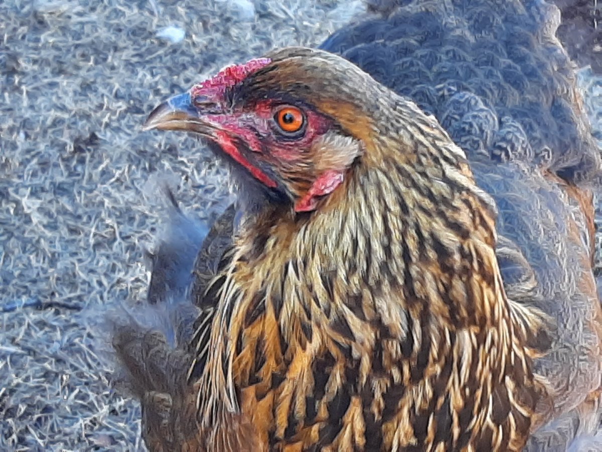 Headshot of Easter Egger chicken