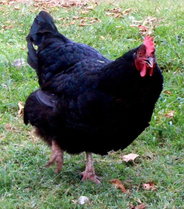 black sex link hen walking on the grass