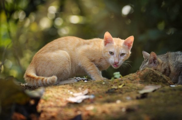 selective focus of an orange tabby cat
