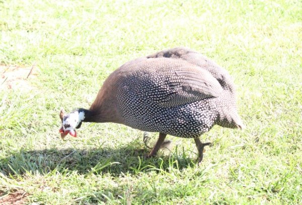 gray helmeted guineafowl eating grass outside