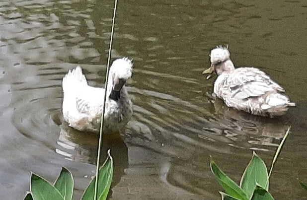 2 crested ducks in a pond