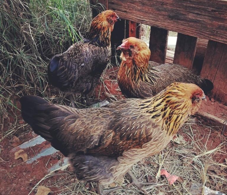 3 brown red adolescent Ameraucana hens outside