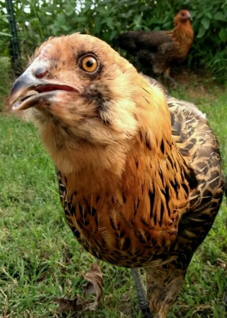 adolescent Ameraucana chicken
