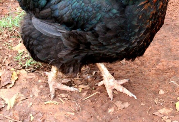 focused shot of thick feet of a chicken