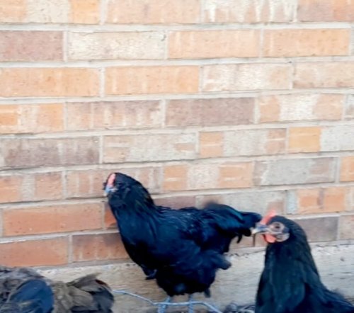young Black Ameraucana rooster