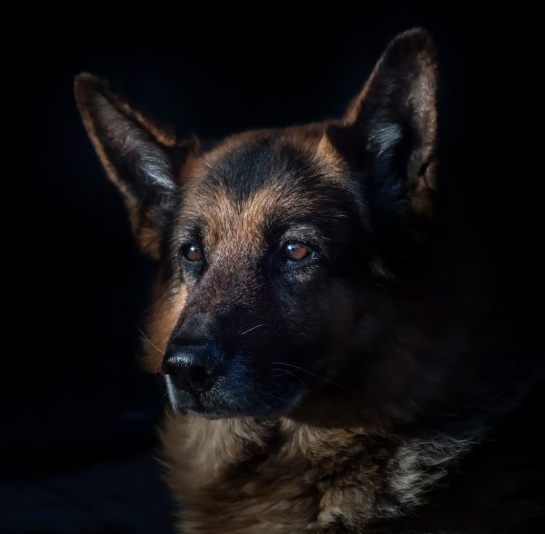 German Shepherd headshot