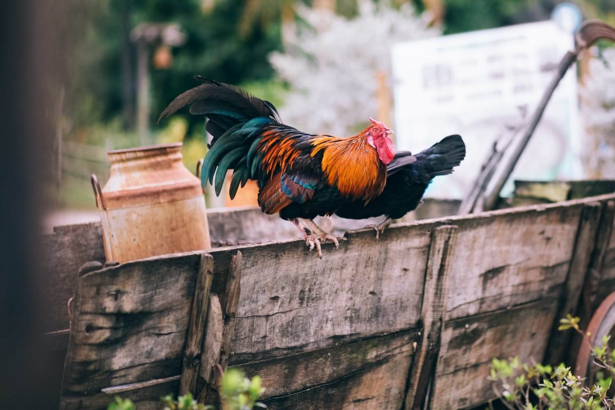 black and orange rooster