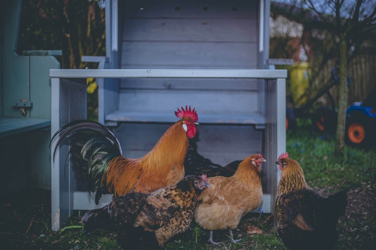 small mixed flock of chickens standing outside