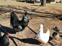 Pekin Duck, Mallard duck, and Black Ameraucana rooster in a yard.