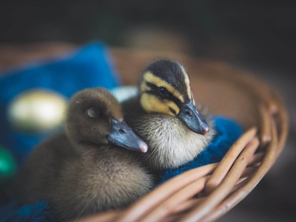 How to Introduce New&nbsp;Ducks