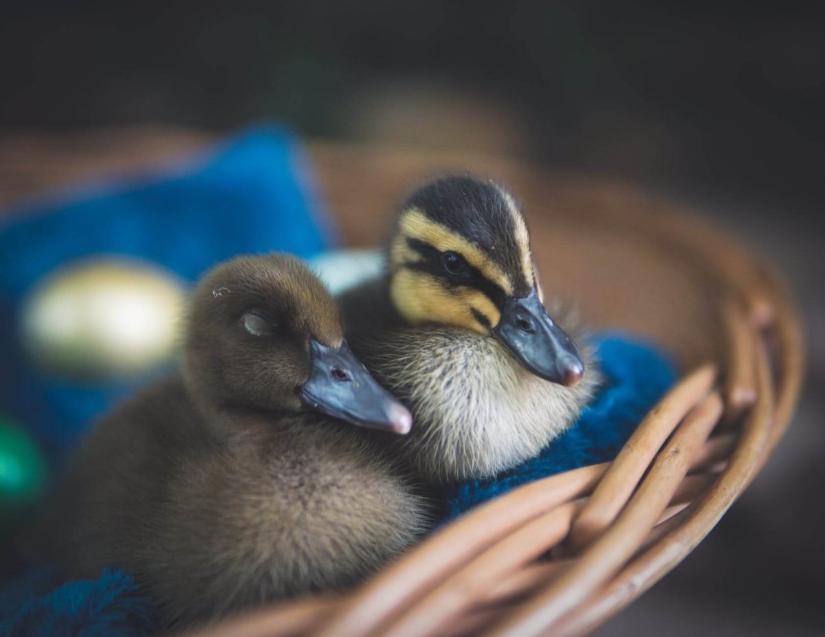 close up photography of ducks