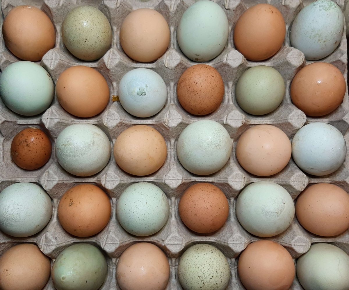 different colored and sizes of egg shells