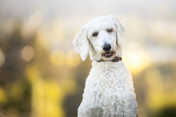 a poodle wearing a dog collar