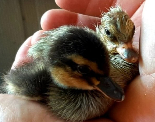 person holding 2 ducklings