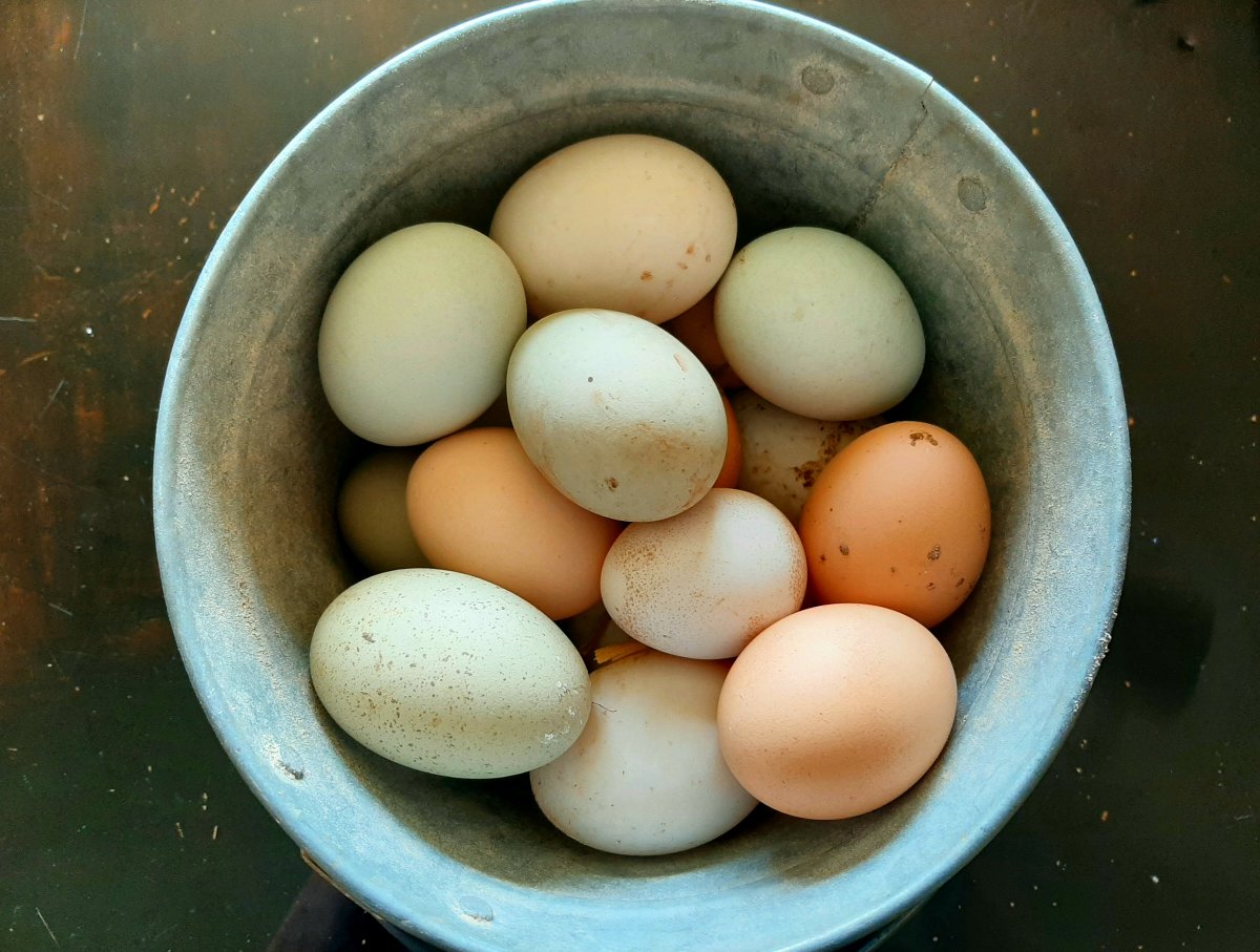 bucket of multi-colored eggs