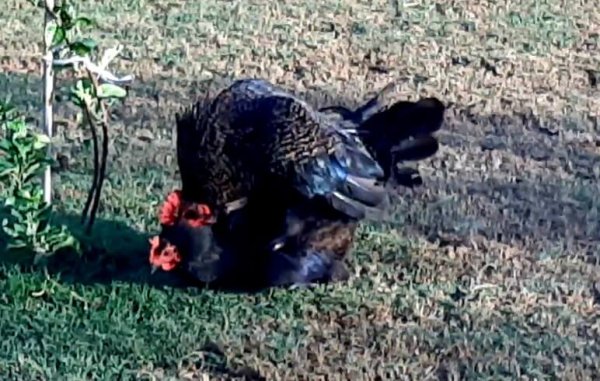 2 chickens mating on grass outside