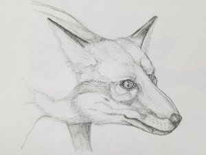 black and white sketch of Fox 