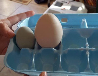 2 different sized and colored chicken eggs