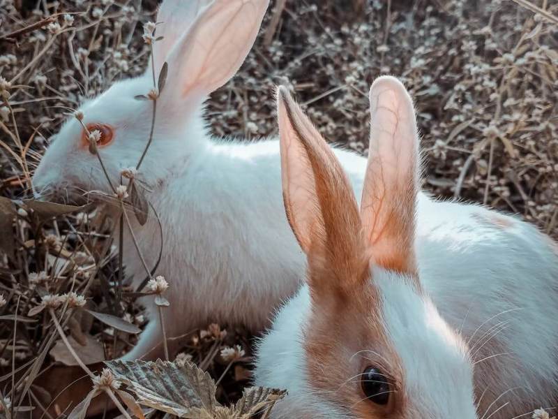 How to Tell the Gender of a&nbsp;Rabbit