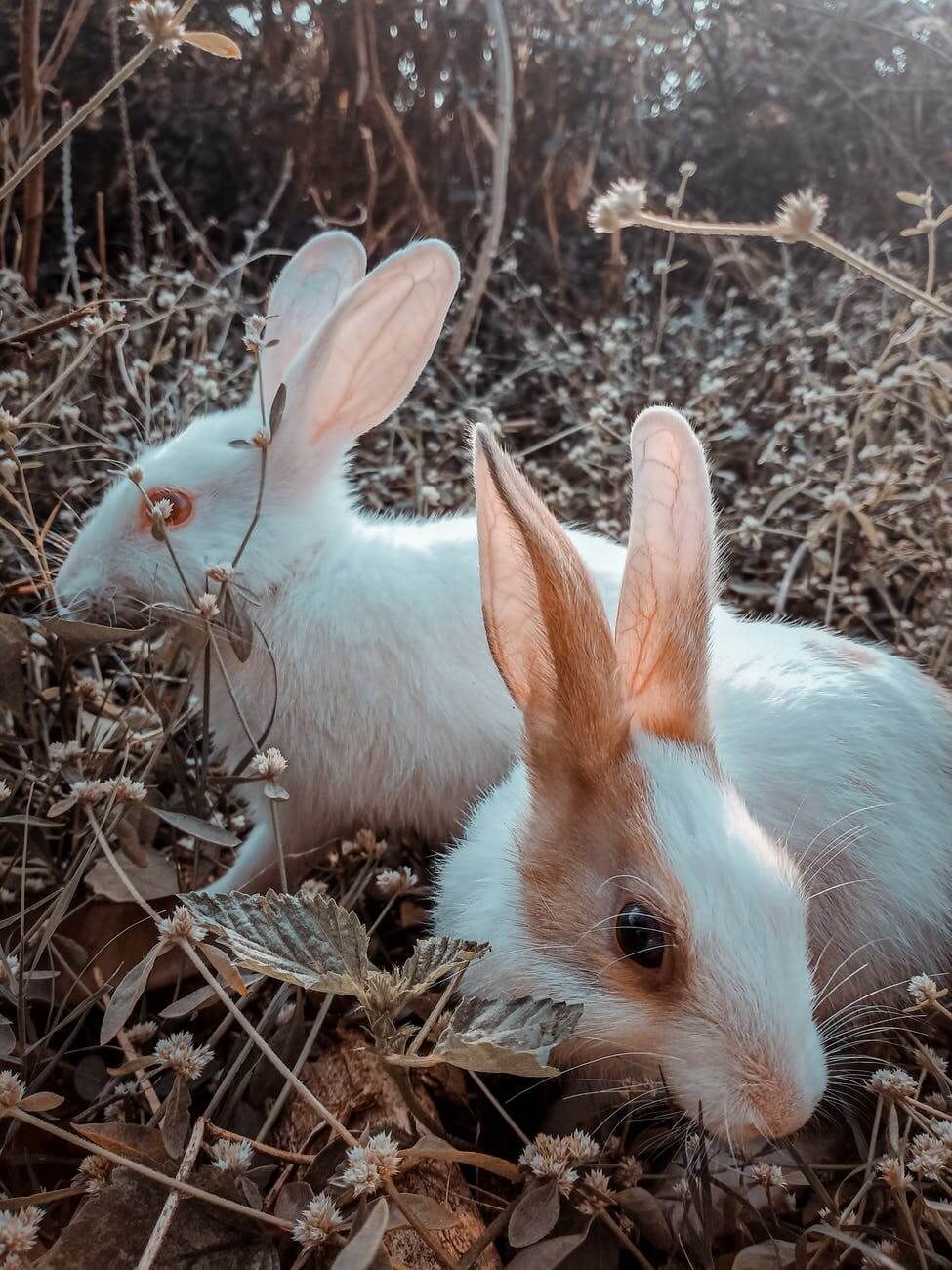 rabbits on brown grass