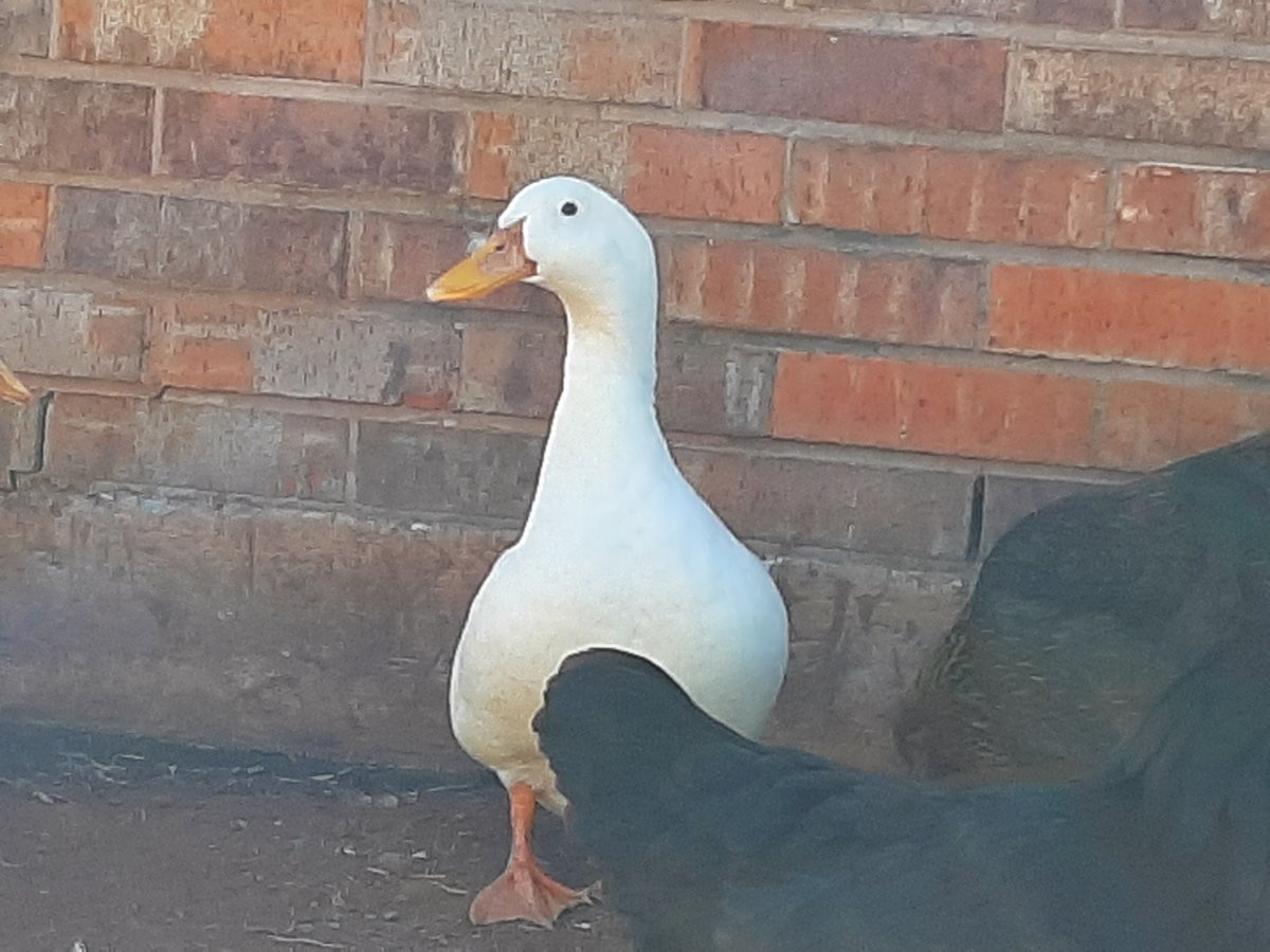 When to Process Pekin&nbsp;Ducks