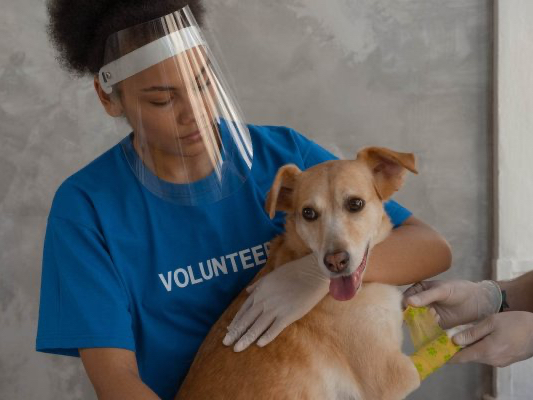 woman in blue crew neck t shirt holding brown short coated dog