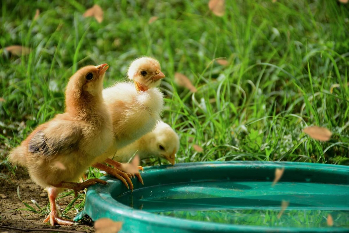 one orange chick and 2 yellow ducklings on green plastic pool next to grass
