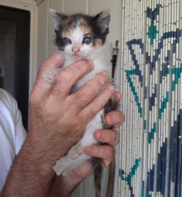 abandoned calico kitten and how to help an abandoned animals