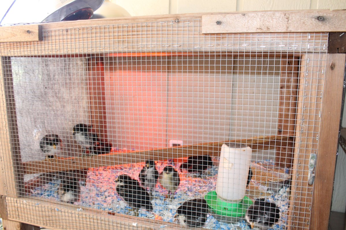 black and white chicks in wooden and hardware cloth brooder with chick fountain