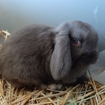gray dwarf lop eared bunny