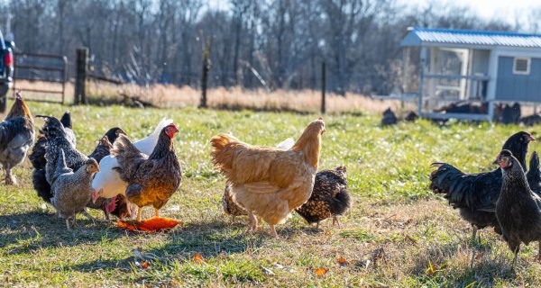 chickens on a grassy field