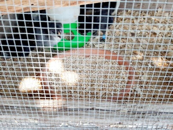 chick feed in a shallow dish with chicks in a brooder