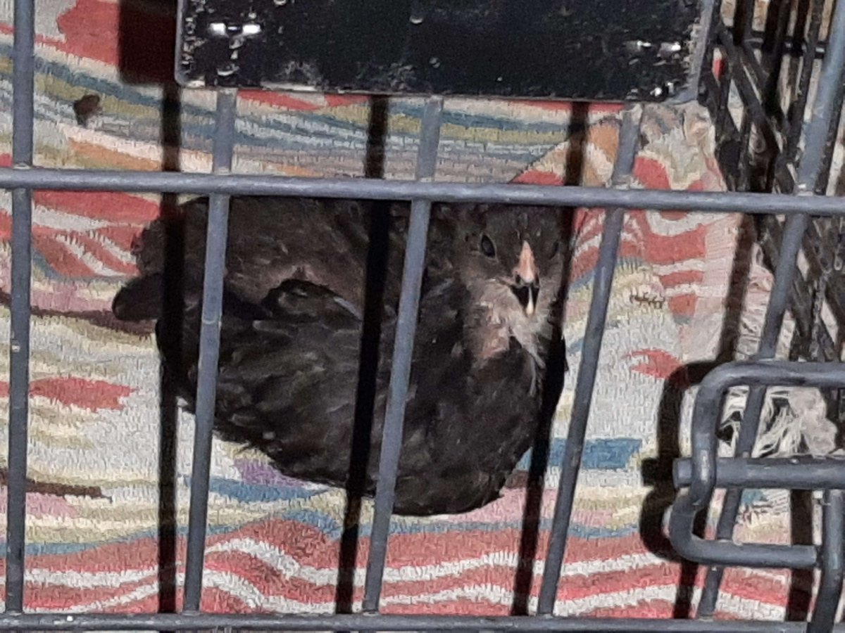 small black chicken on a striped towel in a pet crate