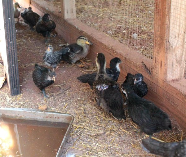 a couple of chickens and ducks mixed in with kiddie pools outside under a big shade tree