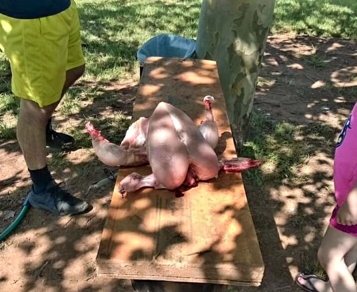 culling and processing a chicken