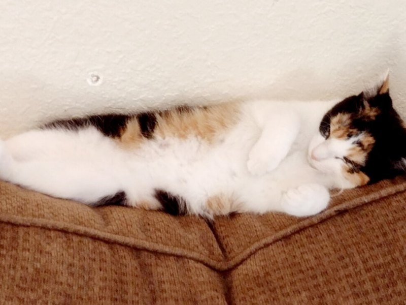 Why is My Cat Eating My&nbsp;Hair