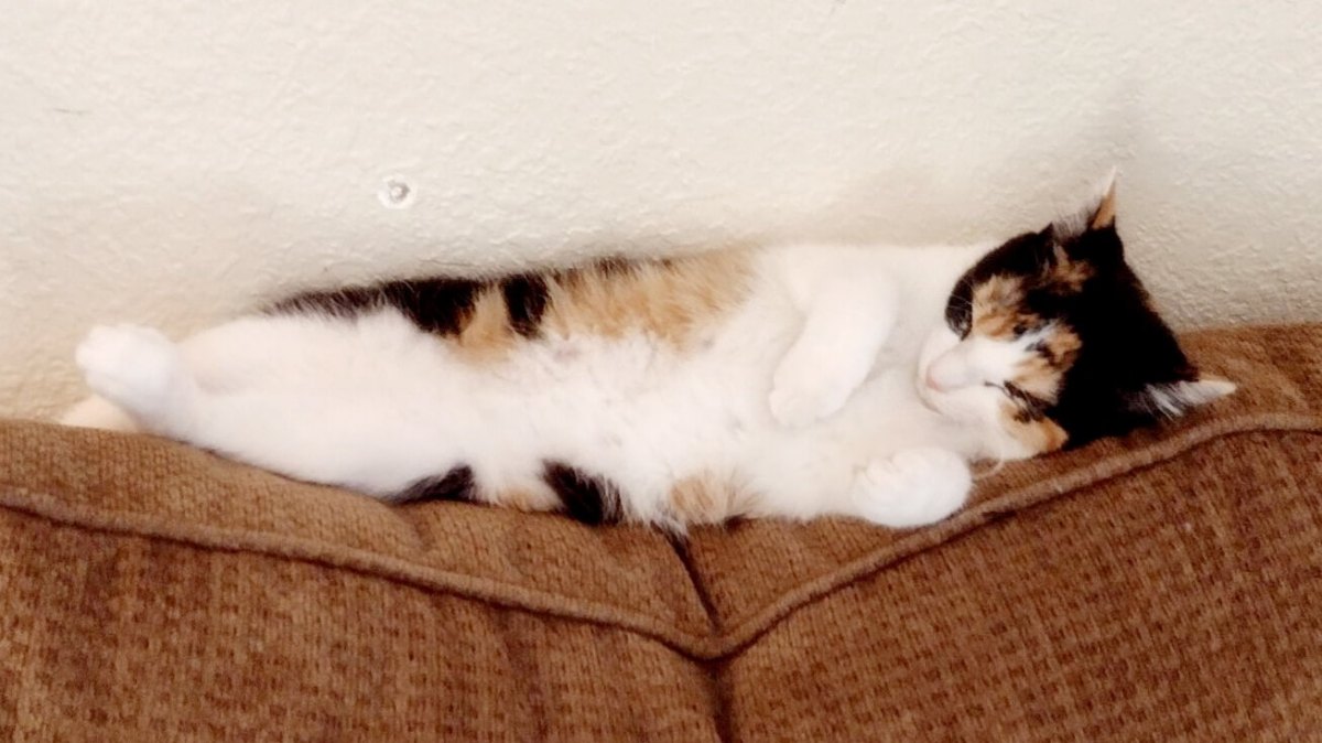 Calico cat sleeping on a couch