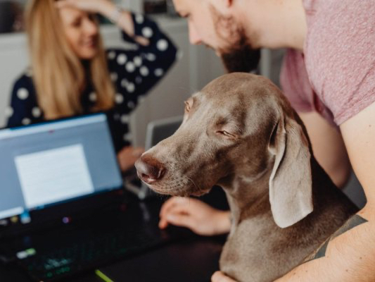 a man holding a brown dog while working on his laptop